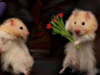 动物爆笑趣图之嫁给我好么？