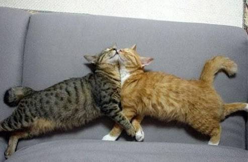 猫咪爆笑趣图之好幸福的一对