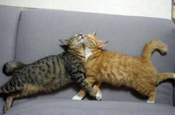 猫咪爆笑趣图之好幸福的一对