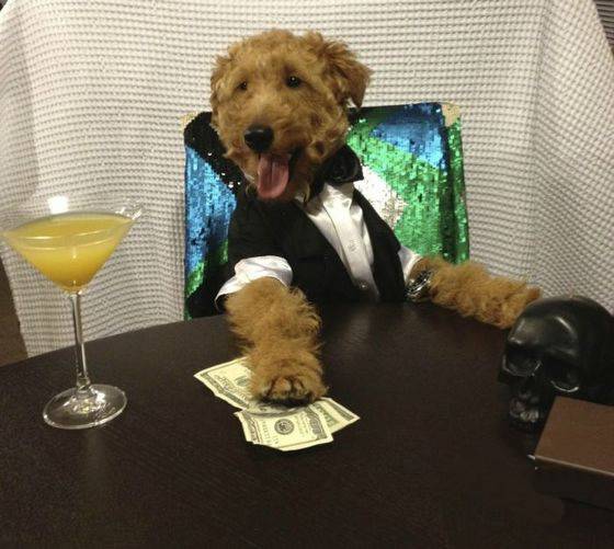 狗狗搞怪服装之我不差钱