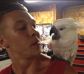 爆笑gif图之抽疯的鹦鹉