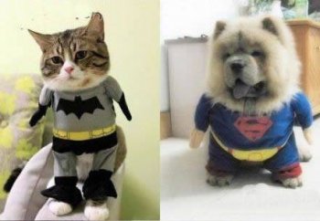 动物爆笑趣图之换装秀