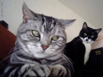 猫咪搞怪表情之你看什么看