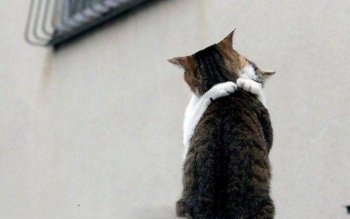 猫咪搞怪图片之真的喜欢你