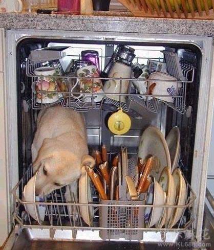 狗狗爆笑图片之我没吃饱