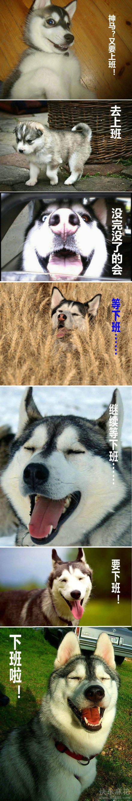 二货哈士奇搞笑表情欣赏