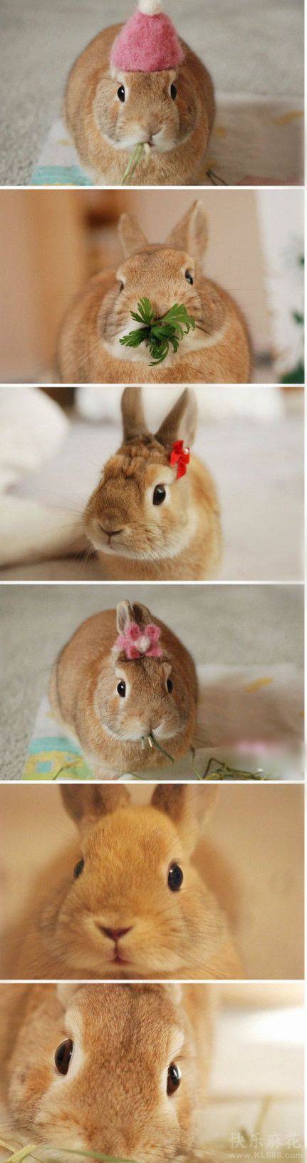 二货兔子图片表情萌