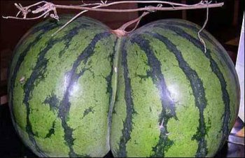 邪恶亮点图之性感的西瓜