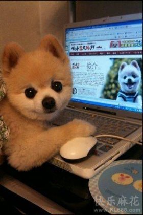 动物搞怪表情之我可爱吗