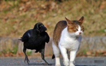 动物搞笑图片之你就嫁给我好么