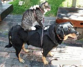 可爱狗狗搞笑图片之吉祥如意的一家