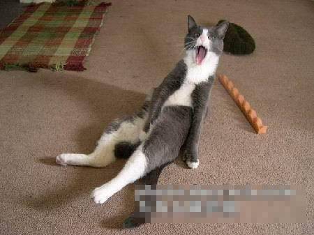 猫咪惊吓搞笑图片之这货在干什么