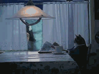 可爱猫咪萌宠动态图之我的家