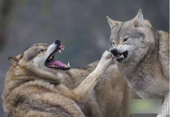 狗狗的搞笑图片笑死人