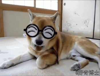 恶搞狗狗图片之自带喜感的狗狗