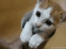 可爱的动态猫咪图片之打地鼠