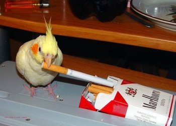 可爱动物搞笑图片之这厮的烟瘾又犯了