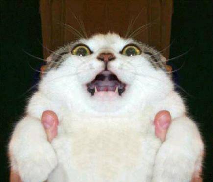 恶搞猫咪图片之你要吓死朕了