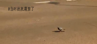 搞笑动物趣图gif之淡定的鸽子