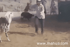 搞笑gif动物图片之不要欺负我