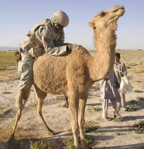 恶搞囧脸动物图片之你妹到底上不上？