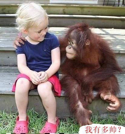 猩猩图片搞笑配图