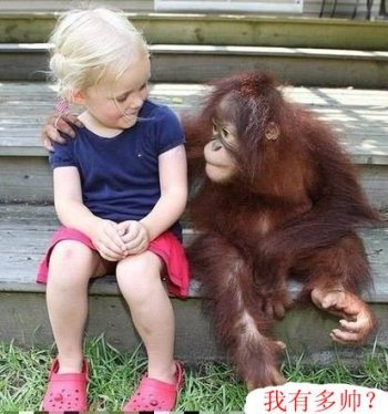 猩猩图片搞笑配图