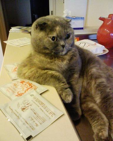 胖猫咪图片搞笑销魂坐姿