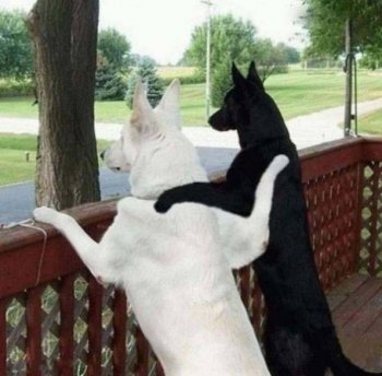 狗狗搞笑图片之一对好基友