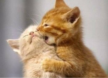 萌猫咪恶搞图片之宝贝亲一口