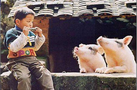 人和动物恶搞图片之音乐爱好者