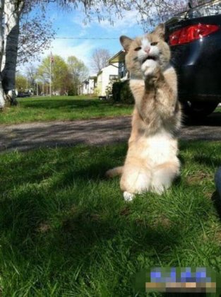 猫咪的搞笑图片之你饶了我吧