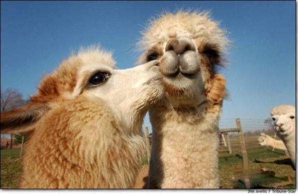 恶搞动物图片之老公我爱你