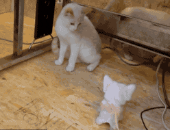 搞笑猫咪动态图片之不要靠近我