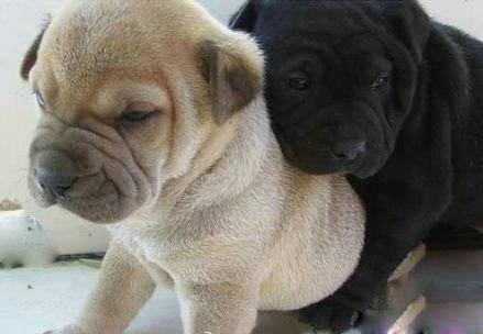 搞笑的狗狗图片之别离开我