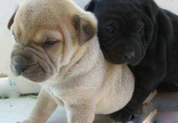 搞笑的狗狗图片之别离开我