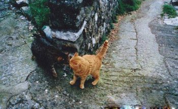 可爱搞笑猫咪图片之转角遇到爱