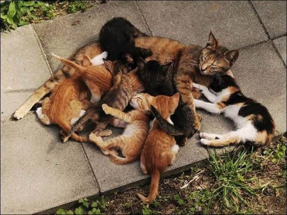 搞笑猫咪图片大全之超生游击队