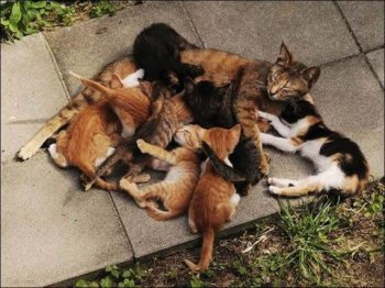 搞笑猫咪图片大全之超生游击队