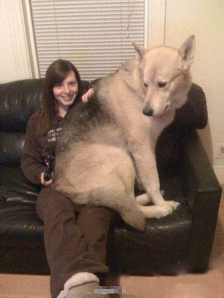 超级搞笑狗狗图片之我比主人还大只