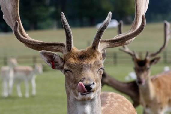 可爱动物搞笑图片之真好吃呀