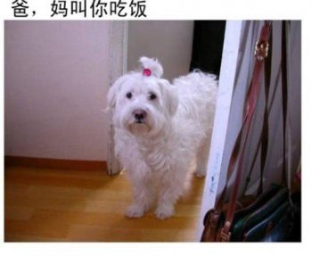 可爱狗狗文字搞笑图片之吃饭了