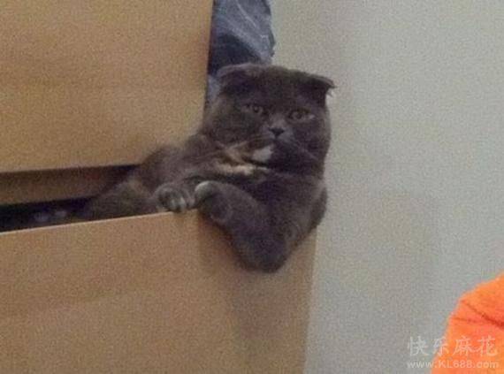 猫咪搞笑图片笑死人之主人是智障