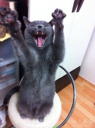 猫咪搞笑表情的图片之太棒了