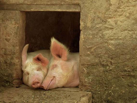 猪搞笑图片之幸福其实很简单