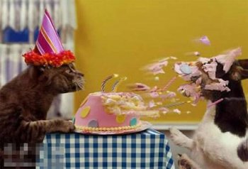 搞笑猫咪图片之祝你生日快乐