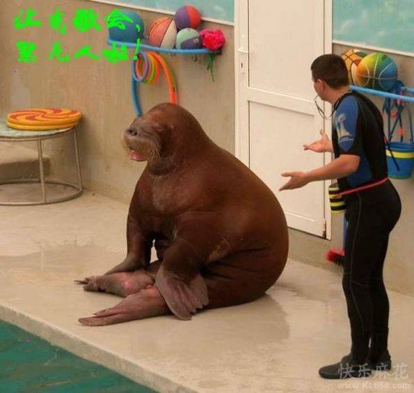 可爱搞笑动物图片之让我歇会儿