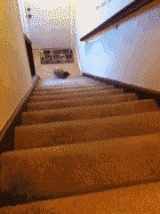 小兔子动态图片之短腿的速度