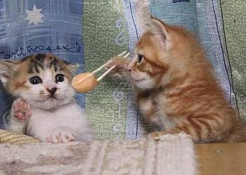 爆笑恶搞图之美女，我喂你