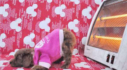 狗狗搞笑动物图片之我要暖PP